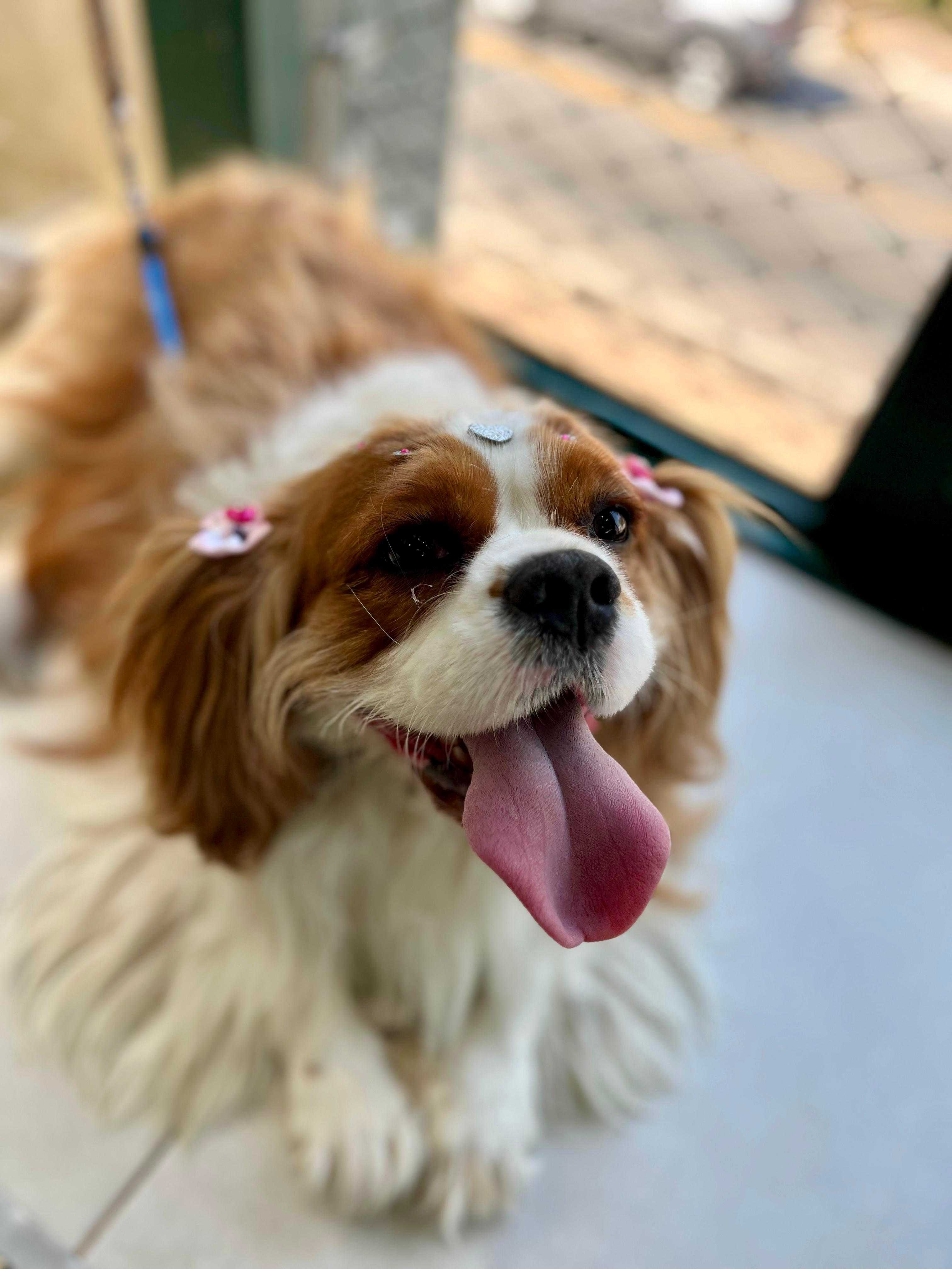 Cromoterapia Landing Hero Bottom Image